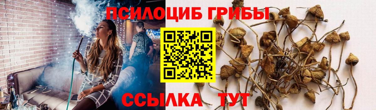 Псилоцибиновые грибы GOLDEN TEACHER Выкса